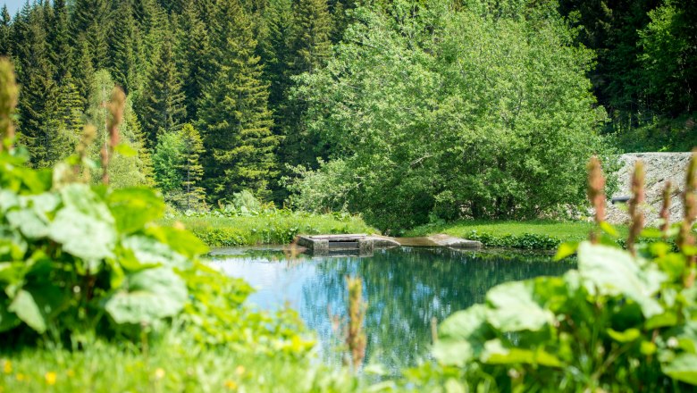 Naturteich, © www.designorita.at Ein Naturteich umgeben von grüner Vegetation und einem Wald im Hintergrund.