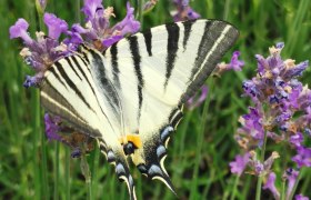 Wildbienengarten Schmetterling, © Marktgemeinde Mönichkirchen Ein Schmetterling mit schwarz-weißen Streifen sitzt auf lila Lavendelblüten.