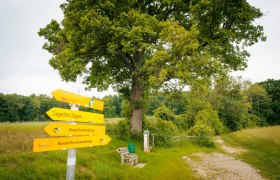 Türkeneiche in Bad Erlach, © Marktgemeinde Bad Erlach, Harald Wrede Eine große Eiche steht am Rande eines Weges, daneben eine Bank, ein Mülleimer und eine Gedenktafel. Im Vordergrund stehen Wander-Wegweiser.