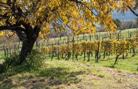 Weinberg Rechnitz, © Unknown Weinberg Rechnitz, © Unknown