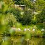Ein ruhiger Garten mit Liegest&uuml;hlen am Teich, umgeben von B&auml;umen und gr&uuml;ner Vegetation.