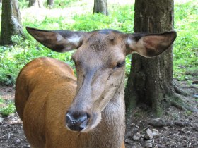 Doe, &copy; Wiener Alpen in Nieder&ouml;sterreich - Schneeberg Hohe Wand