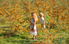 Zwei Kinder stehen in einem Feld mit Sanddornsträuchern.