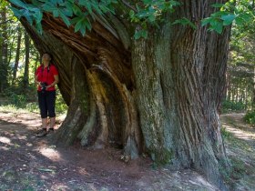 Kastanienhain Liebing, &copy; Walter Laschober