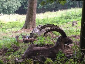 Steinbock mit Steinkitzen, &copy; Wiener Alpen in Nieder&ouml;sterreich - Schneeberg Hohe Wand