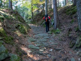 Erdei emelkedő, &copy; Walter Laschober
