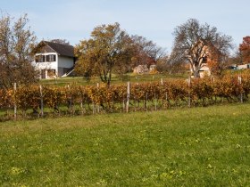 Szől&eacute;szeti piac Neuhodis, &copy; Walter Laschober