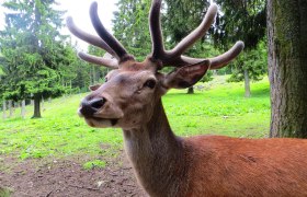 Rothirsch im Bast, &copy; Wiener Alpen in Nieder&ouml;sterreich - Schneeberg Hohe Wand
