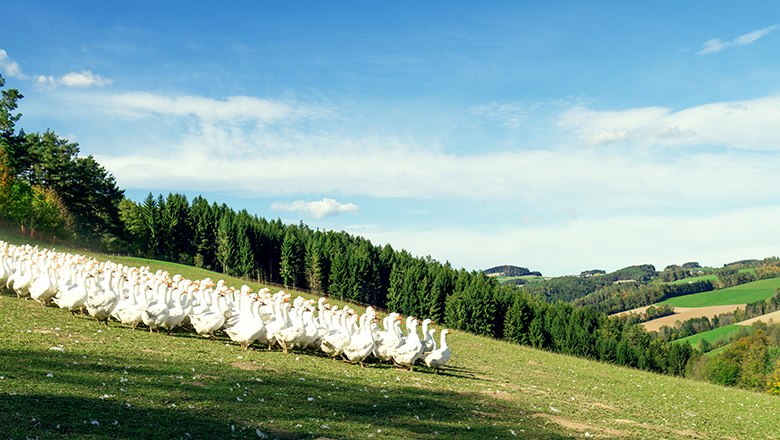 Eine große Gruppe weißer Gänse auf einer grünen Wiese vor einem Wald und Hügeln unter blauem Himmel.