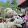 Ein M&auml;dchen f&uuml;ttert Schafe mit Brot in einem Streichelzoo.
