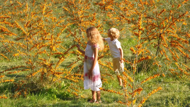 Zwei Kinder stehen in einem Feld mit Sanddornsträuchern.