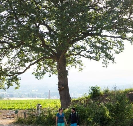 Hike past the Turkish oak, © Wiener Alpen/Fülöp
