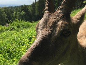 Kő kecske, &copy; Wiener Alpen in Nieder&ouml;sterreich - Schneeberg Hohe Wand