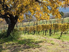 Weinberg Rechnitz, © Unknown