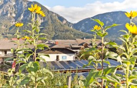 Sonnenblumen vor Solaranlagen und Bergen im Hintergrund.