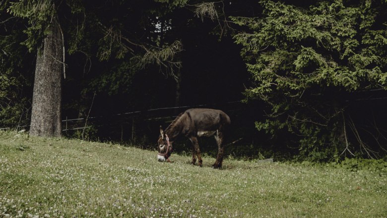 Ein Esel grast auf einer Wiese vor einem Wald.