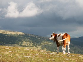 a Hochwechselen, &copy; Walter Laschober
