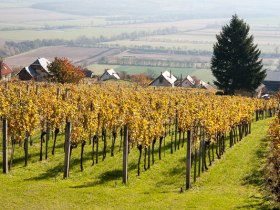Weinhang am Geschriebenstein, &copy; Walter Laschober