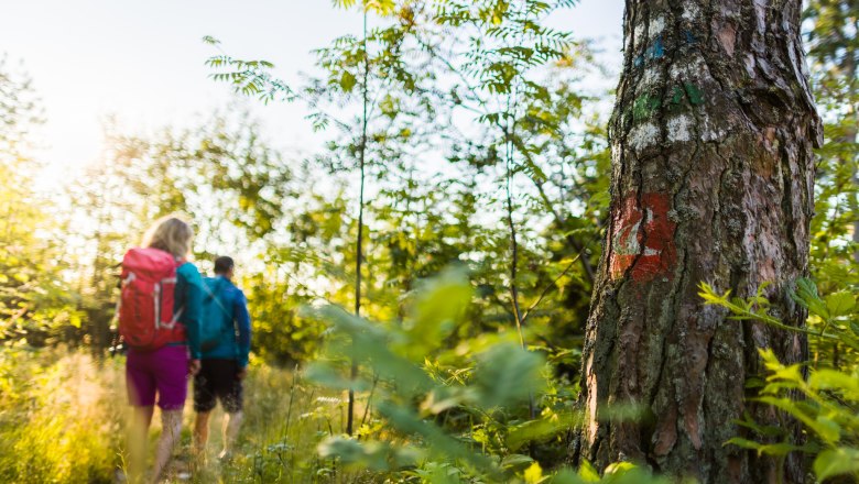 In the forest at Hutwisch, © Wiener Alpen/Martin Fülöp